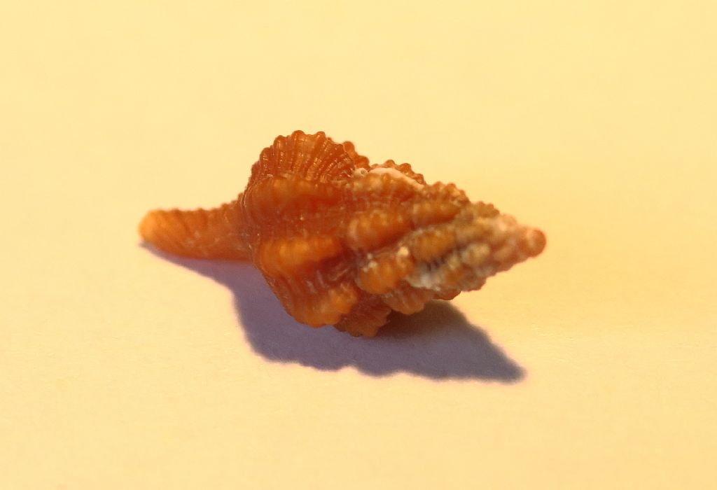 Fusinus corallinus